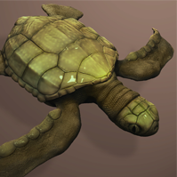 3D turtle